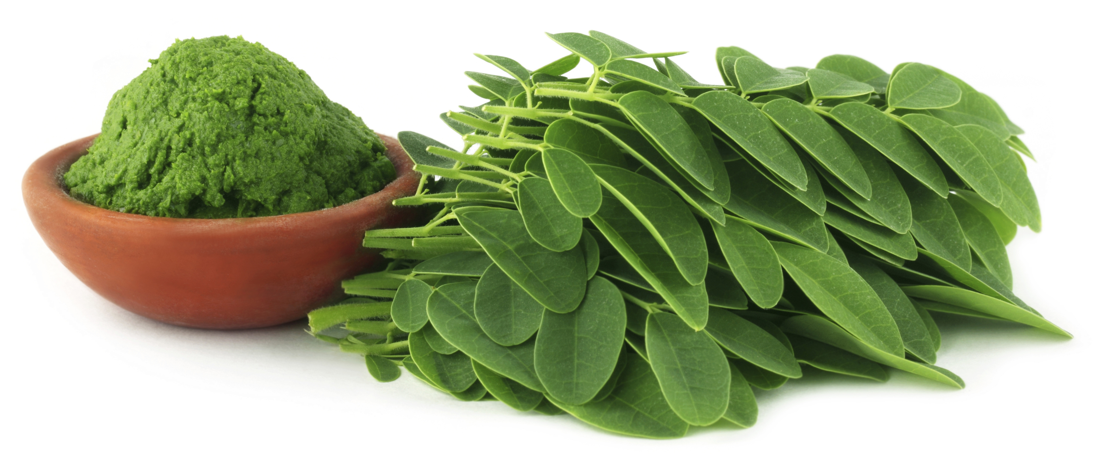 Liście moringa