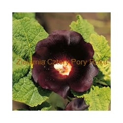 Kwiat malwy czarnej  Czarna Malwa 50 g