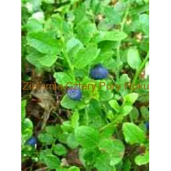 Liść borówki Borówka jagoda liść 50 g