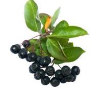 Aronia wyciąg