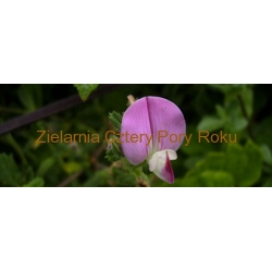Korzeń wilżyny Wilżyna 50 g