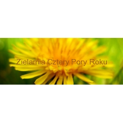 Korzeń mniszka Mniszek lekarski 50 g