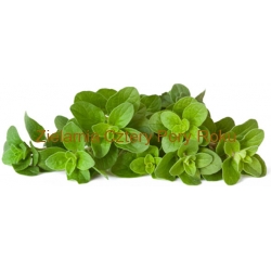 Oregano przyprawa 15 g