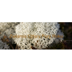 POROST ISLANDZKI  Lichen islandicus 50 g