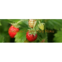 Poziomka pospolita Liść poziomki 25 g