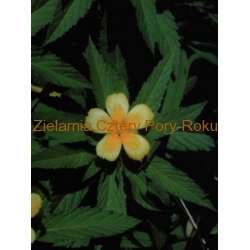 Ziele Damiana Zioło Damiana 50 g