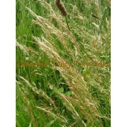 Owies Ziele owsa 40 g