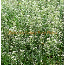 Tasznik Ziele tasznika sypane 50 g